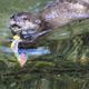 Illustration for article titled Hero Otter Saves iPhone from Watery Depths